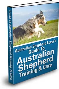 Ultimate Guide To Australian Shepherd Training & Care