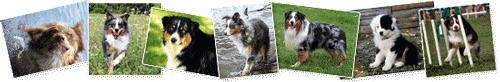 Australian Shepherd Photos