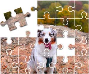 Australian Shepherd Puzzle