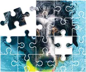Australian Shepherd Puzzle