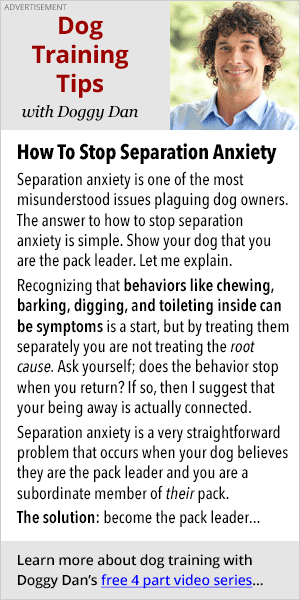 How To Stop Separation Anxiety