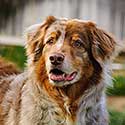 Red merle Australian Shepherd in yard with wood fence.