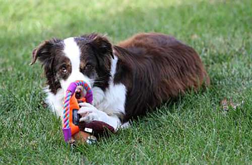 Reader's AussiesāCreate a Page About Your Aussie