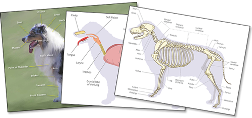 Illustrations from New Aussie Ebook