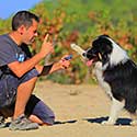 Man training Australian Shepherd.