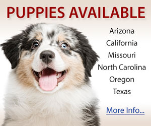 Australian Shepherd Breeders Directory