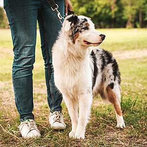 Lady training Australian Shepherd.