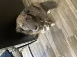 Aussie and German Shepherd Mix 