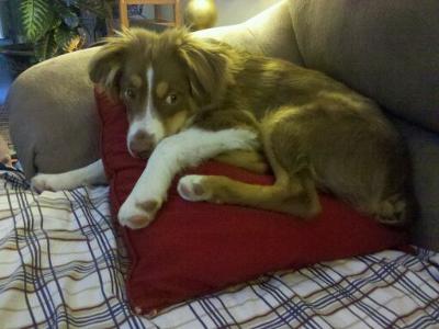 A rare Rusty resting