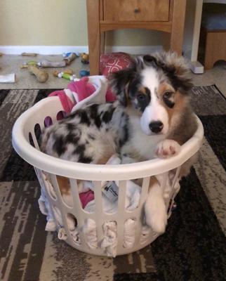 Helping Mom with the laundry 
