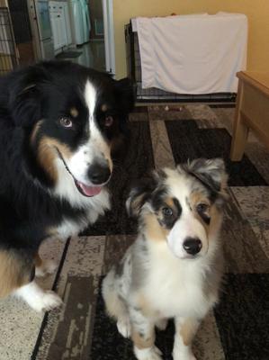 Pixie and her sister Sweetie 