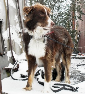 Snow Day in the South