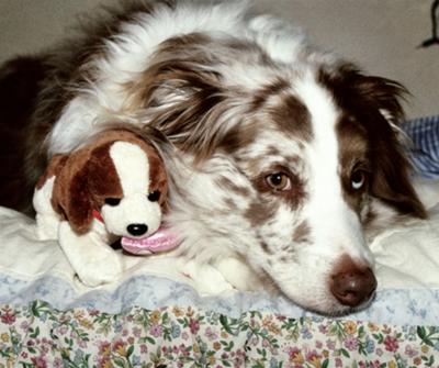 Mocha and her toy puppy