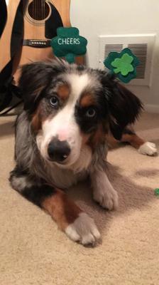 Jobin the Mini Aussie 