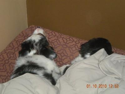 My girls Hailey (left) and  Bettie (right)