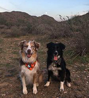GF Aussie is the red merle and mine is the black one