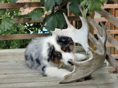 Apache with moose antler