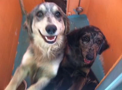 Astro in the back with her beautiful sister Luna.