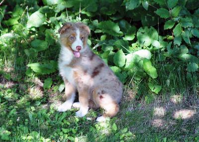 At What Age Will My Australian Shepherd Puppy Stop Growing?