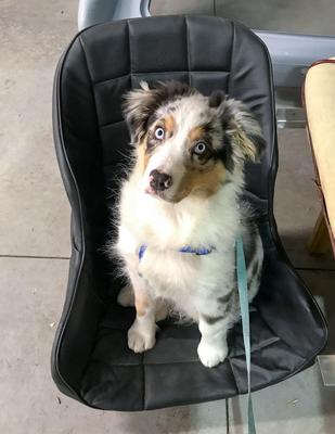 Audi loves fast, open cars, and his driving seat