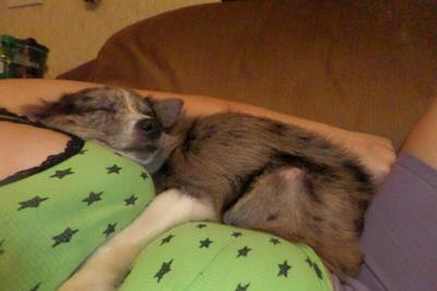 Chloe after heat and blowing coat. bald knee