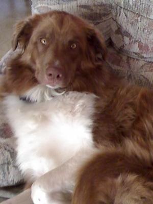 Buddy relaxing on the love seat.