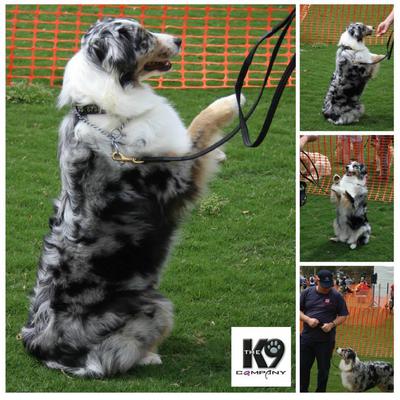 after 12 months of good training I finally became a therapy dog for the Royal Childrens Hospital in Melbourne Australia .... Here I am at my Doggy School Demo 