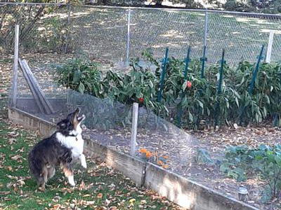 Irrigation helper