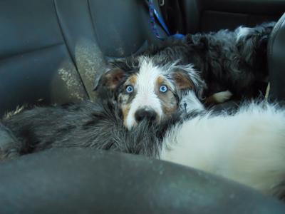 Ozzy on top of sleeping Jackson and Zoey