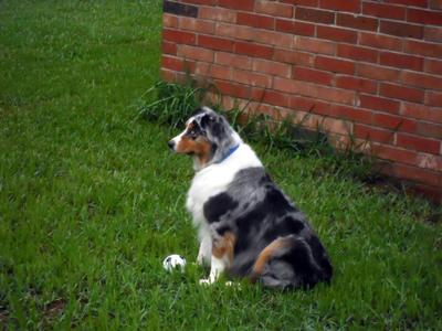 Sir Jackson Brownespots