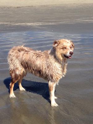 Maggie Mae the Beach Girl