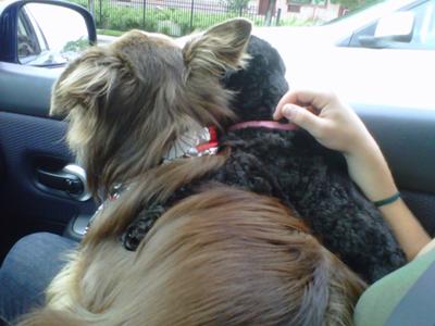 Blue J. and sister Molly