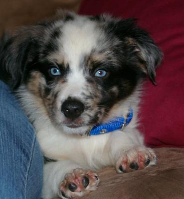 Steele - look at that face!