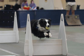 Flyball Nikki