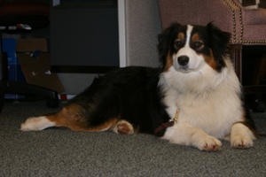 Legacy's Breakaway Bravo