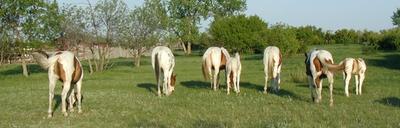 Wolf Creek 8V Ranch - No If's, Ands, or  Butts about it! Best last place to be.