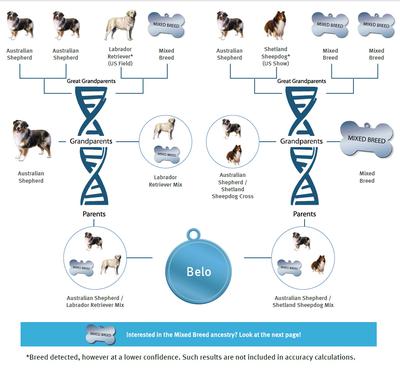 Canine Genetic Analysis / Wisdom Panel 