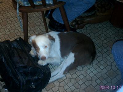 Chief asleep at my feet