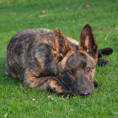 Possibly what we think she's mixed with (almost 100% accurate to her now )