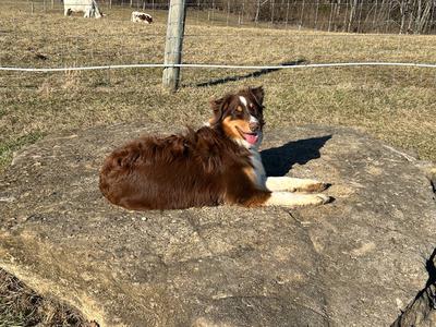 Help me protect him from Ticks