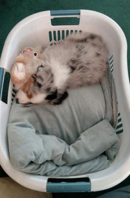 Bindy in the basket