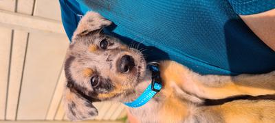 When she was a puppy