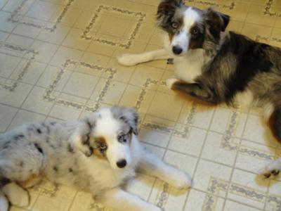 Jingle (top) and Bosque