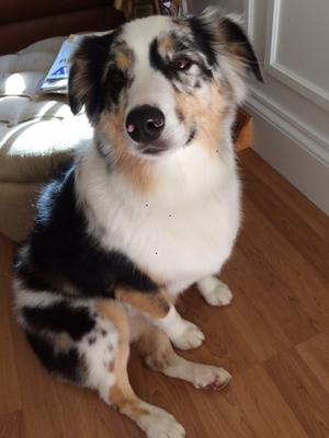 Sydney after her bath