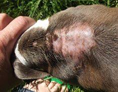 Results of Frontline Plus