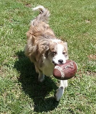 Playing with his favorite toy, deflated football