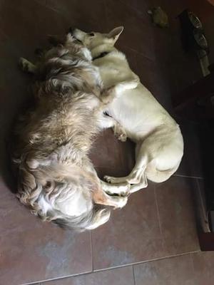 Laying next to his 9yr old German Shepherd sister Ruby