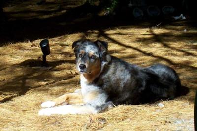 Gabe among the pine needles