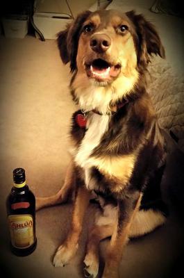 Kahlua on her 1st Birthday.