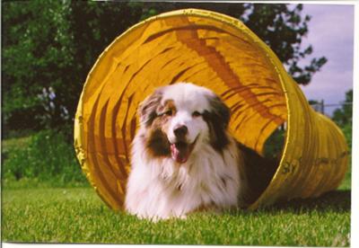 He loves doing agility. 